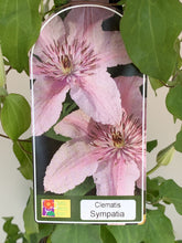 Load image into Gallery viewer, Clematis ‘Sympatica’