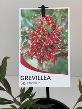 Load image into Gallery viewer, Grevillea 'Splendour'