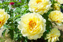 Load image into Gallery viewer, Itoh Peony 'Bartzella'