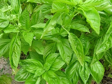 Load image into Gallery viewer, Basil 'Sweet Genovese' Greenpatch Seeds