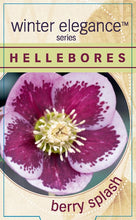Load image into Gallery viewer, Helleborus - Winter Elegance series 'Berry Splash'