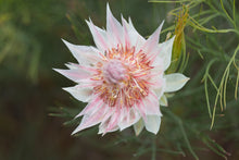 Load image into Gallery viewer, Serruria ‘Blushing Bride’