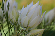 Load image into Gallery viewer, Serruria ‘Blushing Bride’