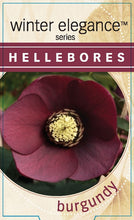 Load image into Gallery viewer, Helleborus - Winter Elegance series 'Burgundy'