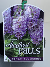 Load image into Gallery viewer, Wisteria frutescens 'Amethyst Falls'