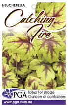 Load image into Gallery viewer, Heucherella 'Catching Fire'