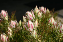 Load image into Gallery viewer, Serurria ‘Pretty n Pink’