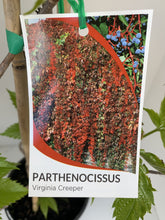 Load image into Gallery viewer, Parthenocissus quinquefolia 'Virginia Creeper'