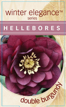 Load image into Gallery viewer, Helleborus - Winter Elegance series 'Double Burgundy'