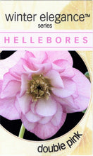 Load image into Gallery viewer, Helleborus - Winter Elegance series 'Double Pink'