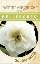 Load image into Gallery viewer, Helleborus - Winter Elegance series 'Double White'
