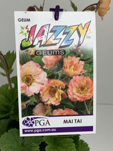 Load image into Gallery viewer, Geum 'Jazzy Mai Tai'