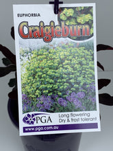 Load image into Gallery viewer, Euphorbia 'Craigieburn'