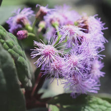 Load image into Gallery viewer, Bartlettina sordida