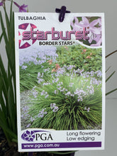 Load image into Gallery viewer, Tulbaghia violacea 'Starburst'