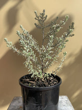 Load image into Gallery viewer, Westringia 'Peppermint Cream'