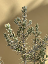Load image into Gallery viewer, Westringia 'Peppermint Cream'