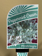 Load image into Gallery viewer, Westringia 'Peppermint Cream'