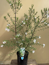 Load image into Gallery viewer, Westringia 'long-leaved'