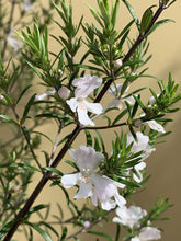 Load image into Gallery viewer, Westringia 'long-leaved'