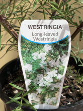 Load image into Gallery viewer, Westringia 'long-leaved'