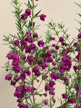 Load image into Gallery viewer, Boronia 'Purple Jared'
