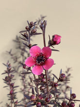 Load image into Gallery viewer, Leptospermum 'Nanum Rubrum'