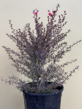 Load image into Gallery viewer, Leptospermum 'Nanum Rubrum'