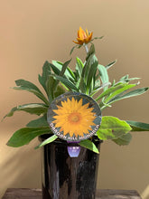Load image into Gallery viewer, Xerochrysum bracteatum 'Dargan Hill Monarch'