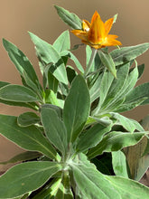 Load image into Gallery viewer, Xerochrysum bracteatum 'Dargan Hill Monarch'