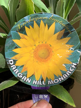 Load image into Gallery viewer, Xerochrysum bracteatum 'Dargan Hill Monarch'