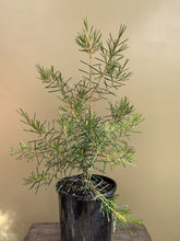 Load image into Gallery viewer, Chamelaucium 'Dancing Queen'