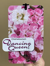 Load image into Gallery viewer, Chamelaucium 'Dancing Queen'