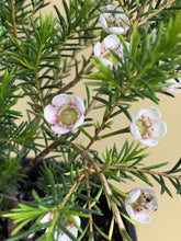 Load image into Gallery viewer, Chamelaucium 'Morning Delight'