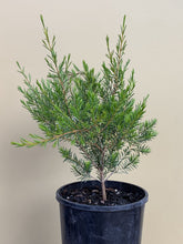 Load image into Gallery viewer, Chamelaucium 'Morning Delight'