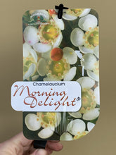 Load image into Gallery viewer, Chamelaucium 'Morning Delight'