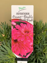 Load image into Gallery viewer, Argyranthemum 'Aramis Double Dark Pink'