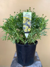 Load image into Gallery viewer, Argyranthemum 'Aramis Double Yellow'
