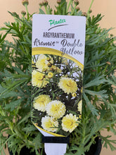 Load image into Gallery viewer, Argyranthemum 'Aramis Double Yellow'
