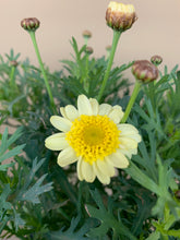 Load image into Gallery viewer, Argyranthemum 'Aramis Double Yellow'