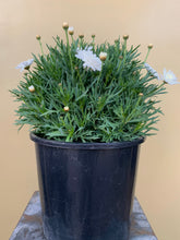 Load image into Gallery viewer, Argyranthemum 'Double White'