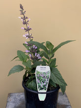Load image into Gallery viewer, Salvia 'Waverly'