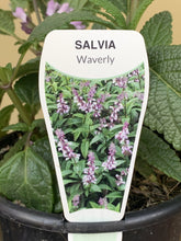 Load image into Gallery viewer, Salvia 'Waverly'