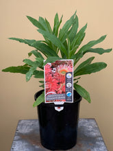 Load image into Gallery viewer, Xerochrysum 'Strawberry Blonde'