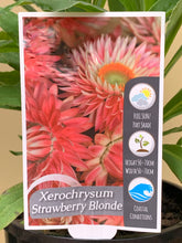 Load image into Gallery viewer, Xerochrysum 'Strawberry Blonde'