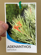 Load image into Gallery viewer, Adenanthos sericeus