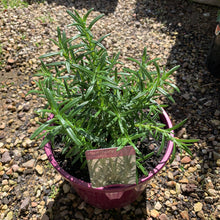 Load image into Gallery viewer, Rosemary