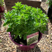 Load image into Gallery viewer, Oregano 'Hot 'n' Spicy'