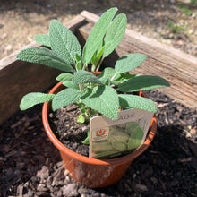 Load image into Gallery viewer, Sage