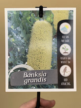 Load image into Gallery viewer, Banksia grandis